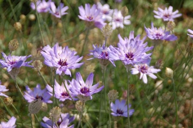 Катананхе голубой (Catananche caerulea) Катананхе голубой (Catananche caerulea)
