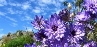 Катананхе голубой (Catananche caerulea)