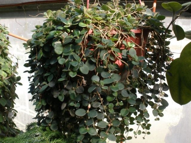 Кодонанта мясистая (Codonanthe carnosa) Кодонанта мясистая (Codonanthe carnosa)