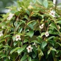 Кодонанта изящная (Codonanthe gracilis) Кодонанта изящная (Codonanthe gracilis)
