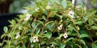 Кодонанта изящная (Codonanthe gracilis)