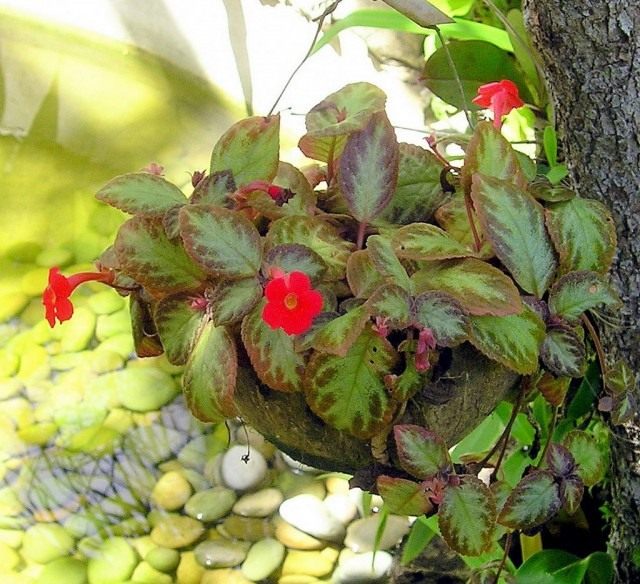 Эписция медная, или Эписция медно-красная (Episcia cupreata)