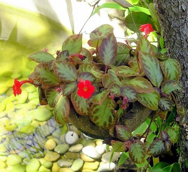 Эписция медная, или Эписция медно-красная (Episcia cupreata) Эписция медная, или Эписция медно-красная (Episcia cupreata)