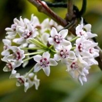 Хойя прекрасная (Hoya bella) Хойя прекрасная (Hoya bella)