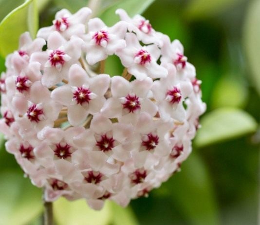 Хойя мясистая (Hoya carnosa)