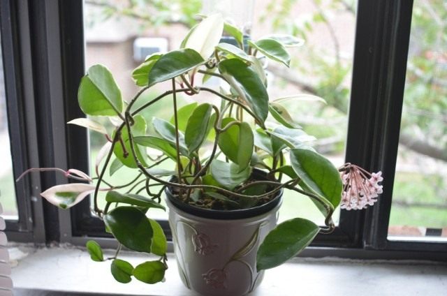 Хойя мясистая (Hoya carnosa) Хойя мясистая (Hoya carnosa)