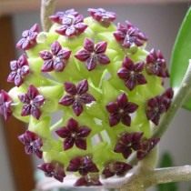 Хойя коричниколистная (Hoya cinnamomifolia)