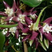 Хойя величественная (Hoya imperialis) Хойя величественная (Hoya imperialis)
