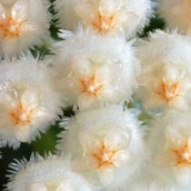 Хойя вогнутая (Hoya lacunosa) Хойя вогнутая (Hoya lacunosa)
