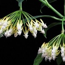 Хойя многоцветковая (Hoya multiflora) Хойя многоцветковая (Hoya multiflora)