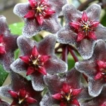 Хойя пубикаликс (Hoya pubicalyx) Хойя пубикаликс (Hoya pubicalyx)