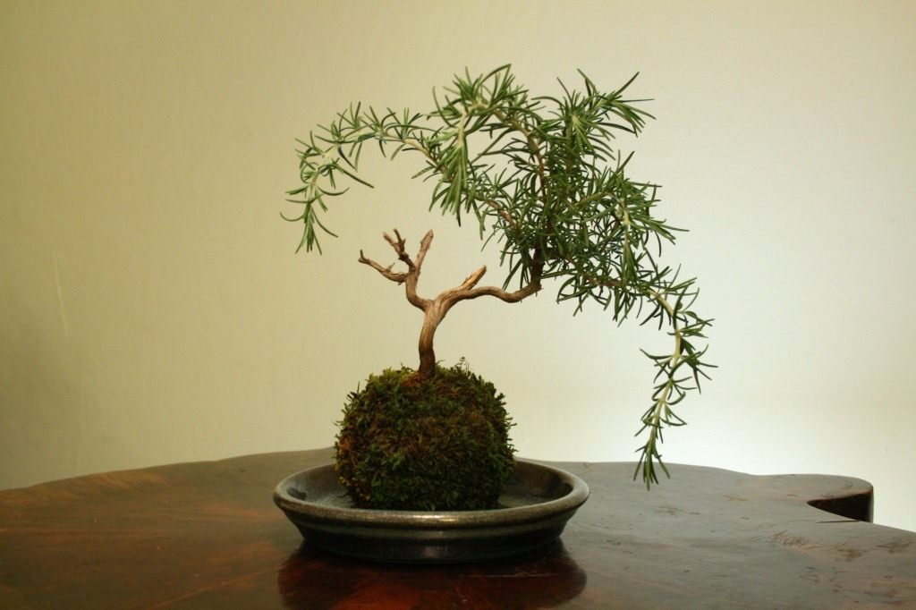Kokedama-01