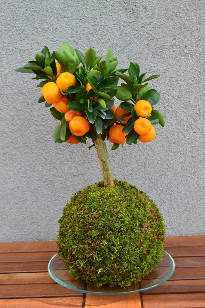 Kokedama-02
