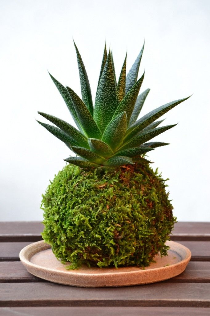 Kokedama-03
