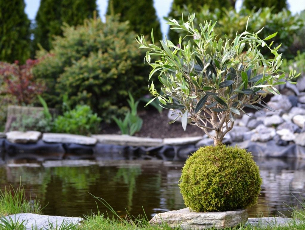 Kokedama-04