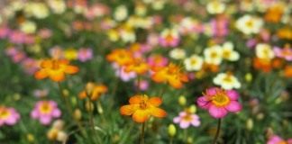 Лептосифон гибридный сорт "Confetti" (Leptosiphon hybridus "Confetti")