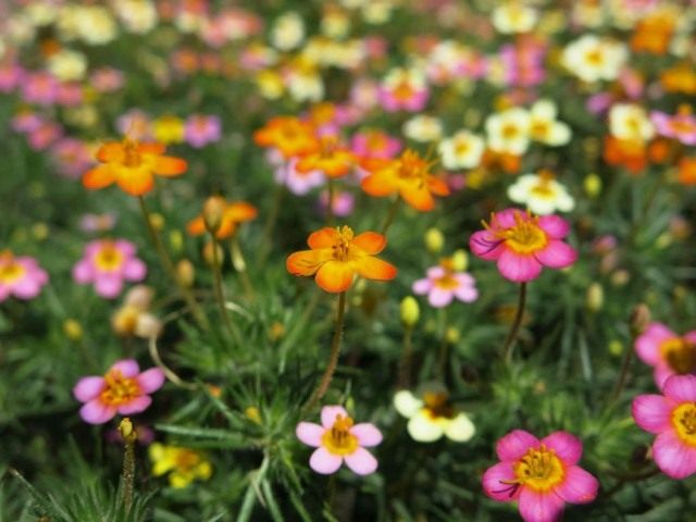 Лептосифон гибридный сорт "Confetti" (Leptosiphon hybridus "Confetti") Лептосифон гибридный сорт "Confetti" (Leptosiphon hybridus "Confetti")