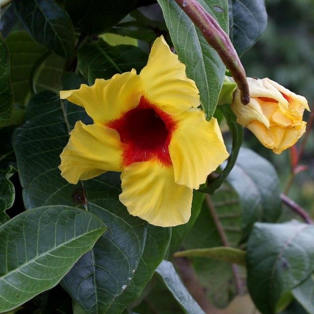 Мандевилла жестковолосистая (Mandevilla hirsuta) Мандевилла жестковолосистая (Mandevilla hirsuta)
