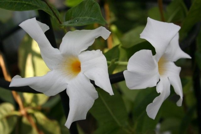 Мандевилла боливийская (Mandevilla boliviensis) Мандевилла боливийская (Mandevilla boliviensis)