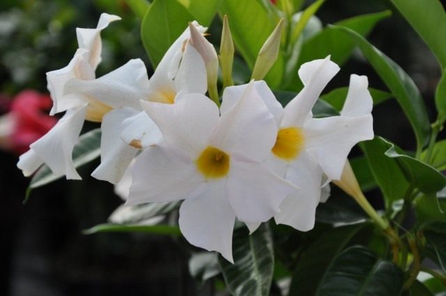 Мандевилла рыхлая (Mandevilla laxa) Мандевилла рыхлая (Mandevilla laxa)