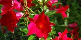 Мандевилла Сандера (Mandevilla sanderi)