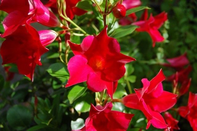 Мандевилла Сандера (Mandevilla sanderi) Мандевилла Сандера (Mandevilla sanderi)