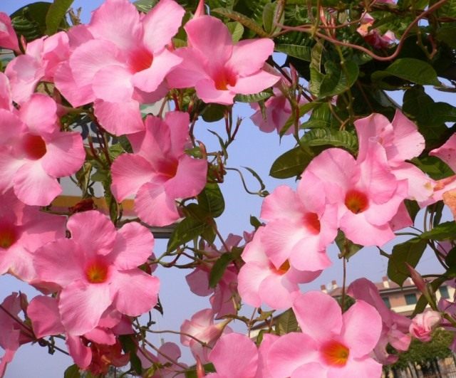 Мандевилла блестящая (Mandevilla splendens) Мандевилла блестящая (Mandevilla splendens)