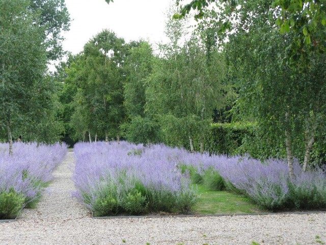 Перовския полынная (Perovskia abrotanoides) Перовския полынная (Perovskia abrotanoides)