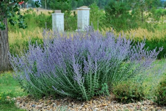 Перовския лебедолистная (Perovskia atriplicifolia) Перовския лебедолистная (Perovskia atriplicifolia)