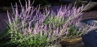 Перовския лебедолистная (Perovskia atriplicifolia)