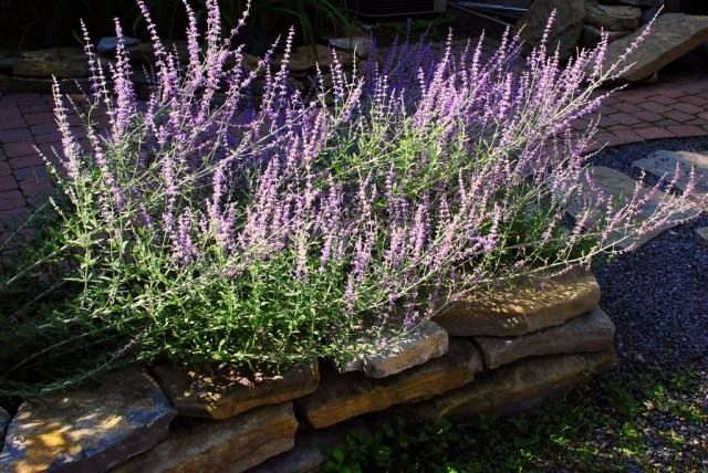 Перовския лебедолистная (Perovskia atriplicifolia) Перовския лебедолистная (Perovskia atriplicifolia)