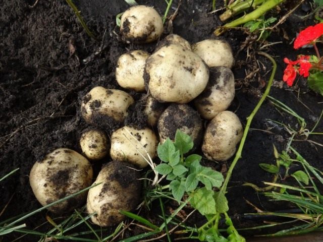 Клубни картофеля, выращенные из семян, на второй год Клубни картофеля, выращенные из семян, на второй год