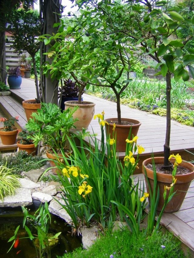Горшечные растения в оформлении ландшафта сада