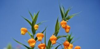 Сандерсония оранжевая, или Золотой ландыш