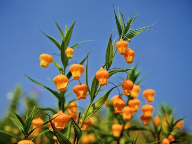 Сандерсония оранжевая, или Золотой ландыш
