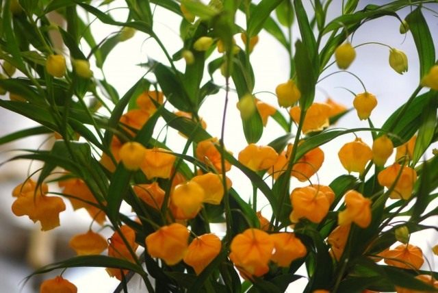 Cандерсония оранжевая (Sandersonia aurantiac) Cандерсония оранжевая (Sandersonia aurantiac)