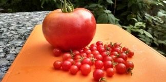 Таблицы характеристик сортов томатов - Сад и огород Томаты