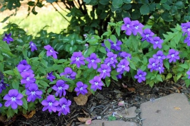 Броваллия 'Marine Bells' Броваллия 'Marine Bells'