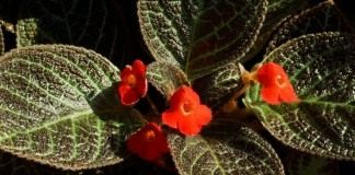 Эписция медная, или Эписция медно-красная (Episcia cupreata)