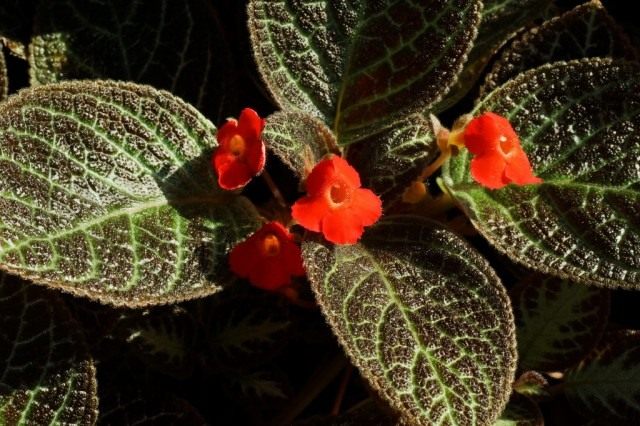 Эписция медная, или Эписция медно-красная (Episcia cupreata) Эписция медная, или Эписция медно-красная (Episcia cupreata)