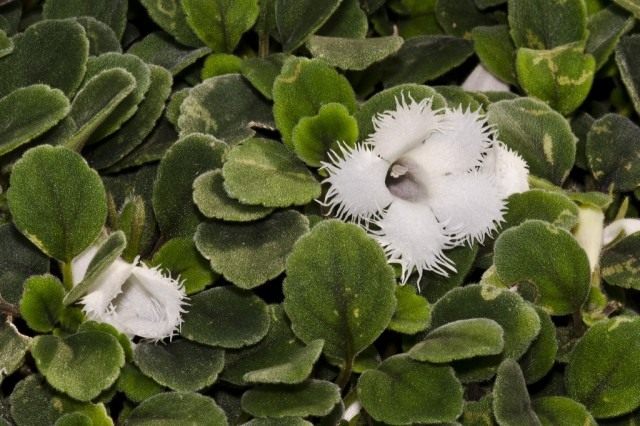 Эписция гвоздикоцветная (Episcia dianthiflora) Эписция гвоздикоцветная (Episcia dianthiflora)