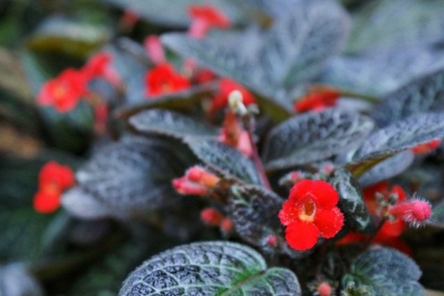 Эписция ползучая (Episcia reptans) Эписция ползучая (Episcia reptans)