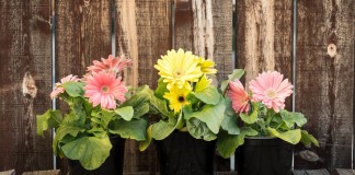 Комнатные герберы