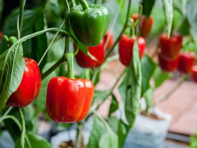 Перец овощной Перец овощной