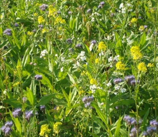 Сидераты можно высевать смесью, усиливая положительное воздействие на почву