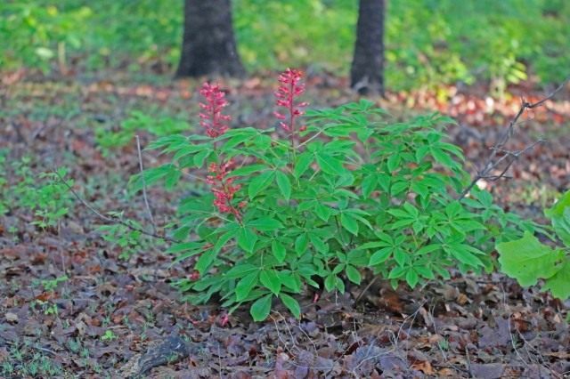 Конский каштан красный, или конский каштан павия (Aesculus pavia) Конский каштан красный, или конский каштан павия (Aesculus pavia)