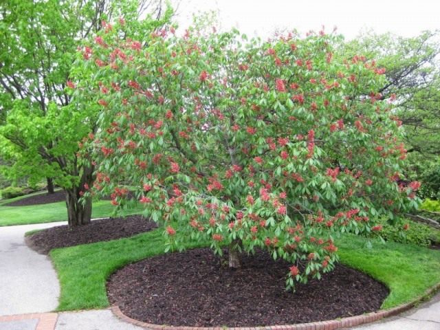 Конский каштан красный, или конский каштан павия (Aesculus pavia) Конский каштан красный, или конский каштан павия (Aesculus pavia)