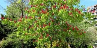 Конский каштан красный, или конский каштан павия темно-красный (Aesculus pavia atrosanguinea)