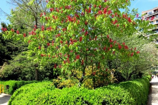 Конский каштан красный, или конский каштан павия темно-красный (Aesculus pavia atrosanguinea) Конский каштан красный, или конский каштан павия темно-красный (Aesculus pavia atrosanguinea)