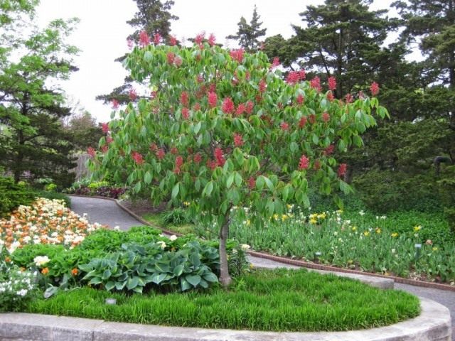Конский каштан красный, или конский каштан павия полуразрезный (Aesculus pavia sublaciniata) Конский каштан красный, или конский каштан павия полуразрезный (Aesculus pavia sublaciniata)